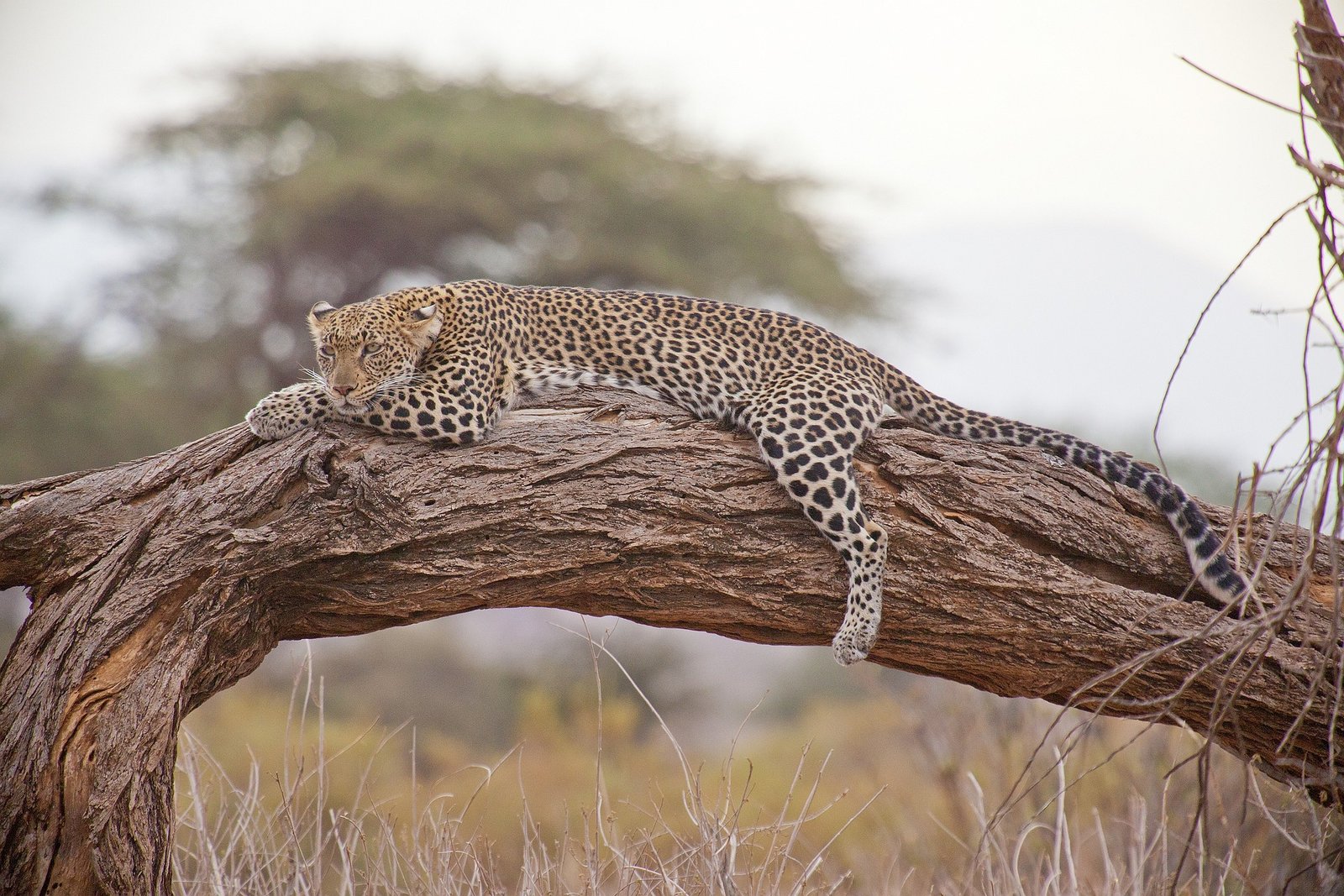 Les Plus Beaux Parcs Naturels à Visiter au Kenya pour un Safari Photo