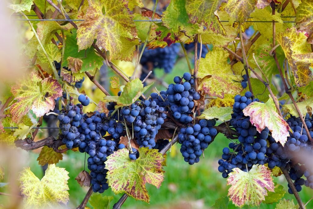 Les Meilleures Visites de Châteaux à Saint-Émilion pour Découvrir le Vin